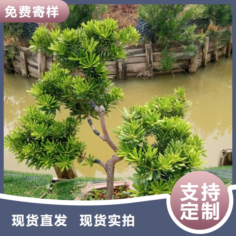 杭州 预拌流态固化土施工安全 杭州土壤稳定剂厂家