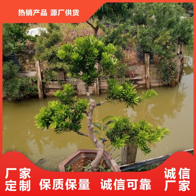 桂林 预拌流态固化土施工工费 桂林土壤稳定剂报价
