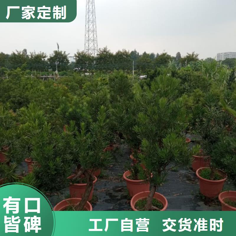 种植土销售公司陕西安种植土销售公司现货齐全