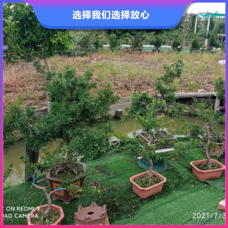 园林绿化种植土多少钱陕西安园林绿化种植土多少钱推荐货源