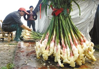 无锡价格生姜食品裹粉机图片