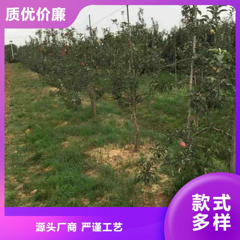 明月苹果苗厂家批发永州