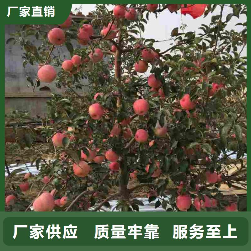矮化鸡心果树苗哪里有卖的