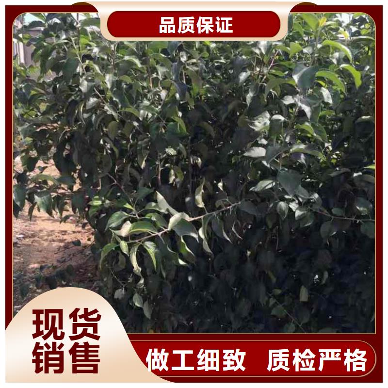 乙女苹果树苗秋季批发价格放心购