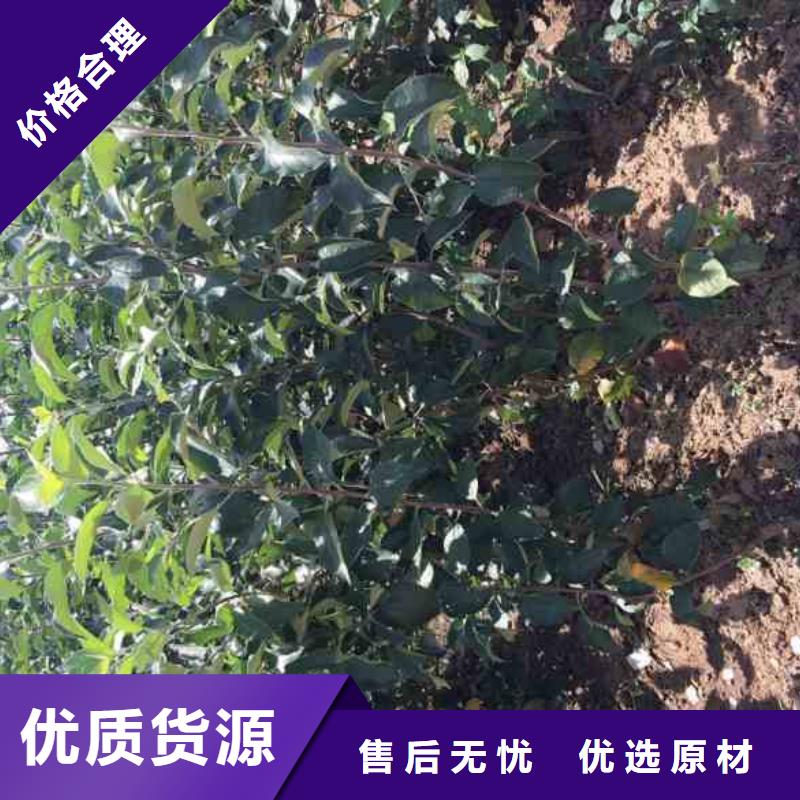 牛奶果树苗嫁接树苗
