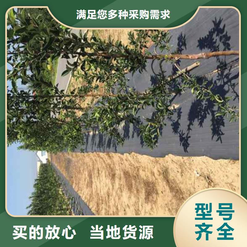 望乡红苹果树苗确保成活率厂家型号齐全
