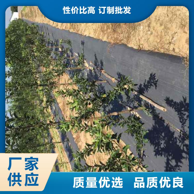 王林苹果树苗市场价格优选货源