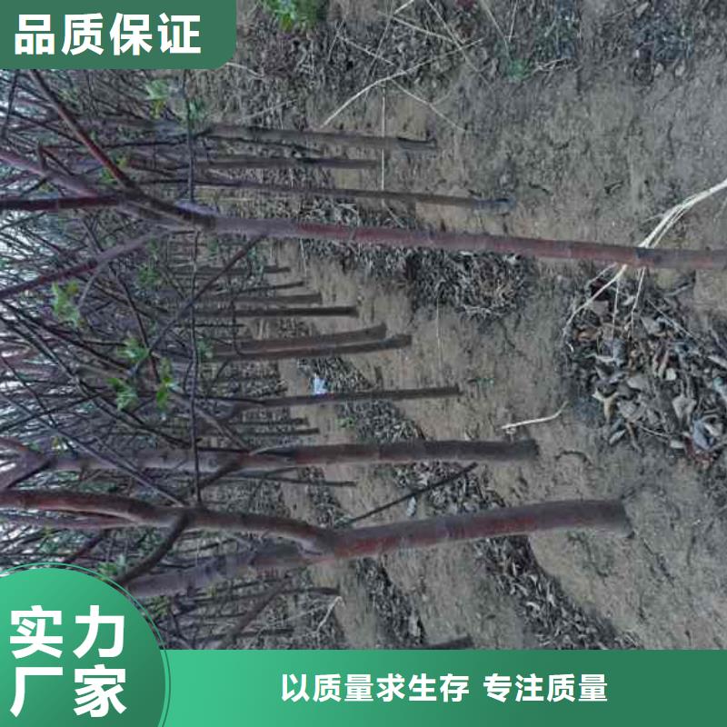 矮化寒富苹果苗苗木合作社