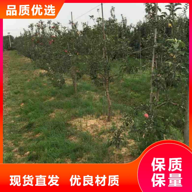 矮化鸡心果树苗哪里有卖的