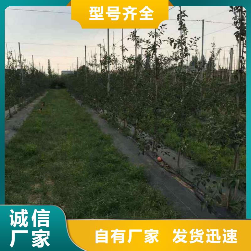 望乡红苹果树苗自家苗圃现起现卖