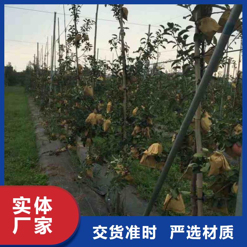 二公分鸡心果树苗确保成活率
