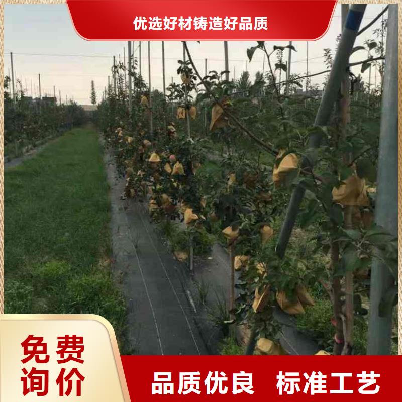望乡红苹果树苗市场新价格