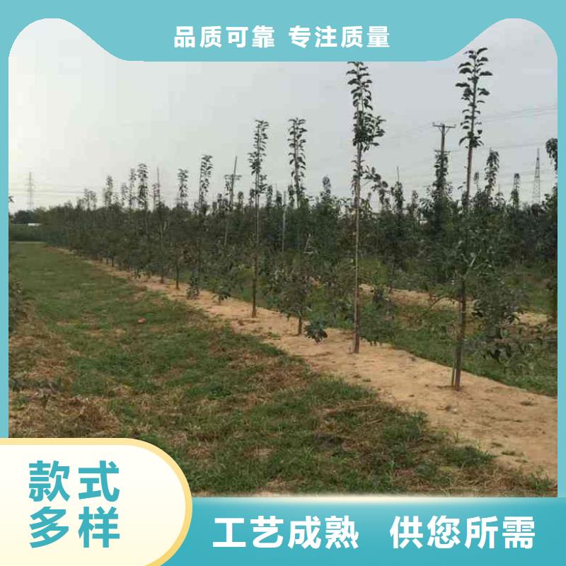 乙女苹果树苗抗寒性强本地供应商