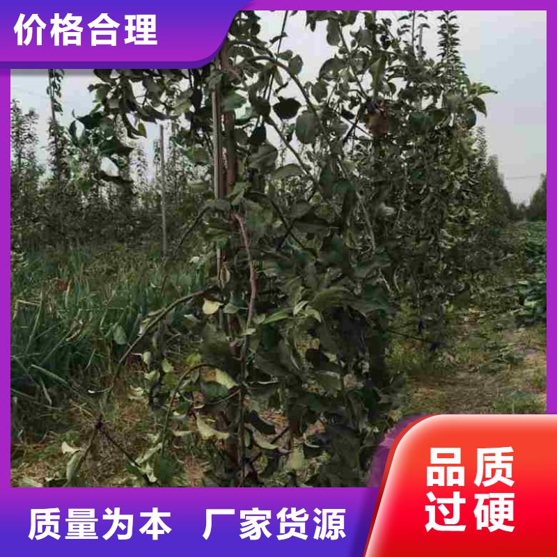 乙女苹果树苗种植技术优选好材铸造好品质