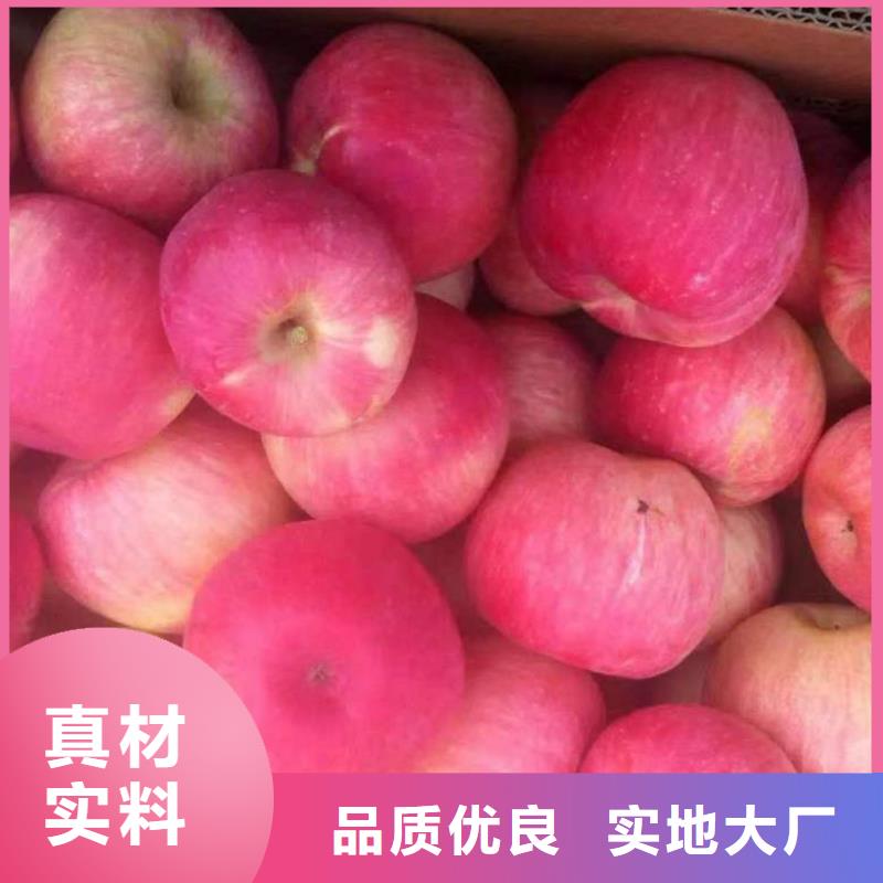 矮化鸡心果树苗2025新报价种类齐全