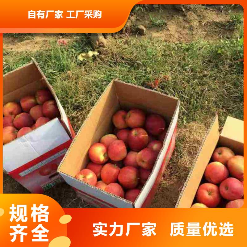 王林苹果树苗市场价格