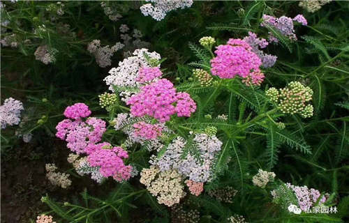 宿根花卉、宿根花卉生产厂家—薄利多销当地货源