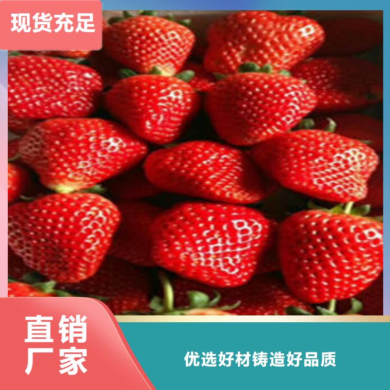 缙云妙香7号草莓苗大量供应