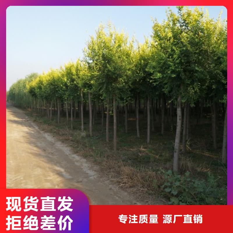 城市路边风景树