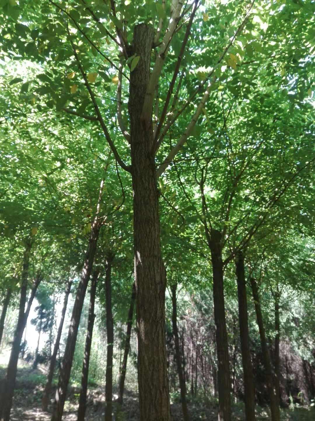 刺槐售后完善价格地道