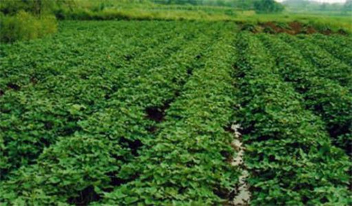 红薯苗代理商质量检测