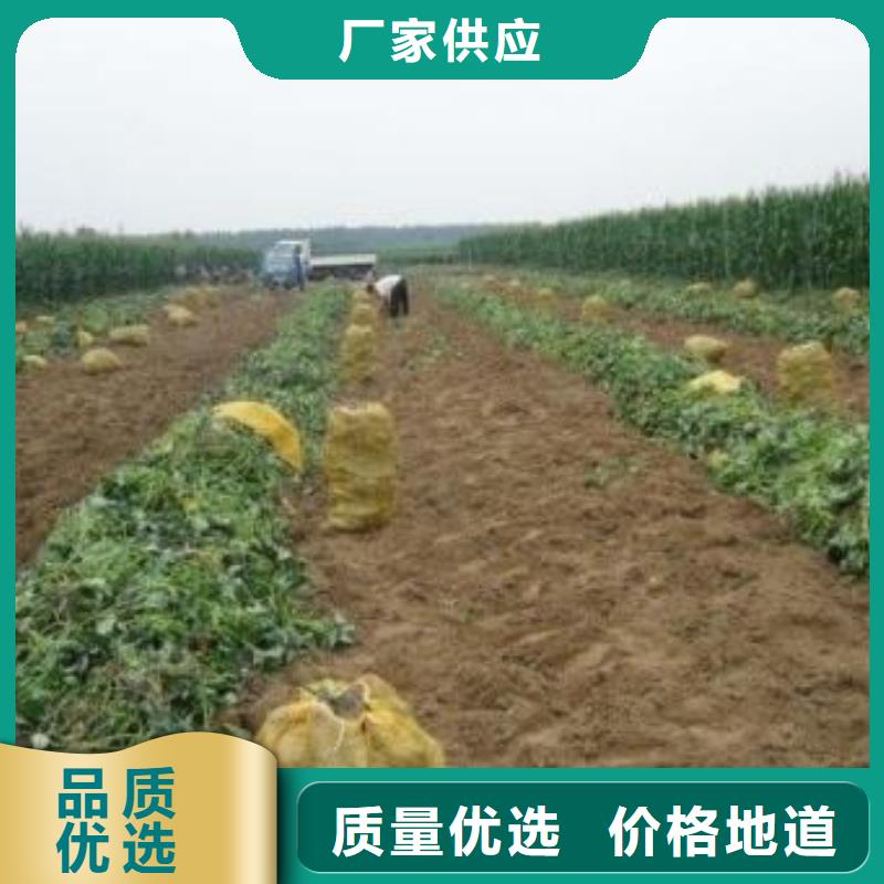 红薯苗价优保真