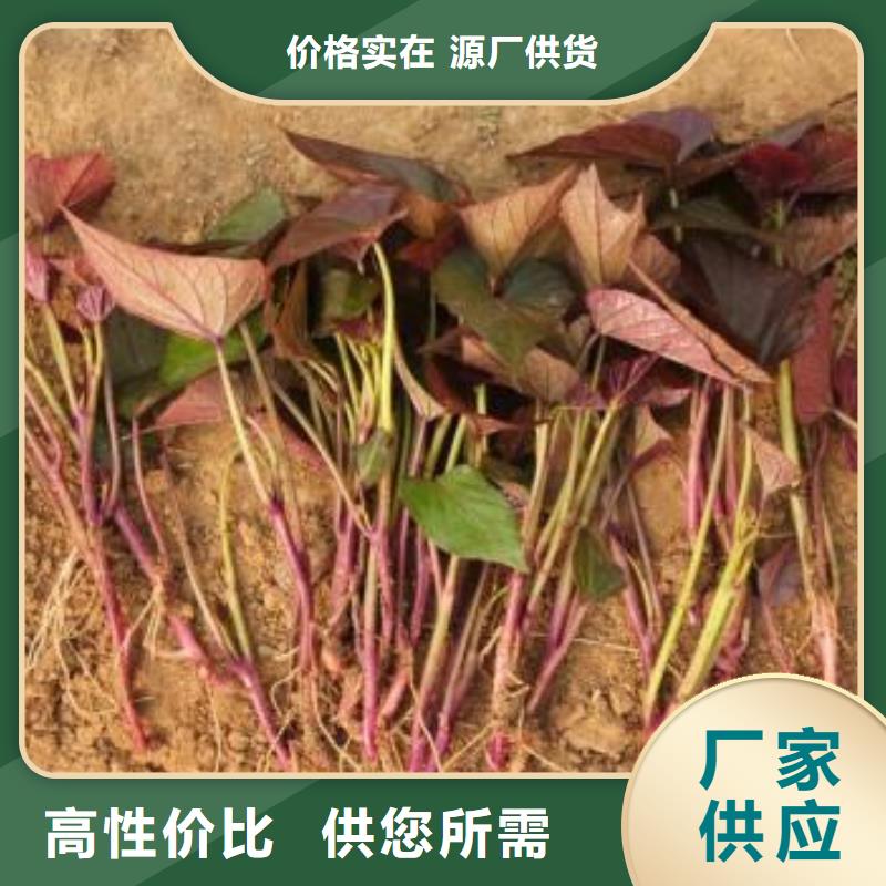 地瓜种子新价格行情