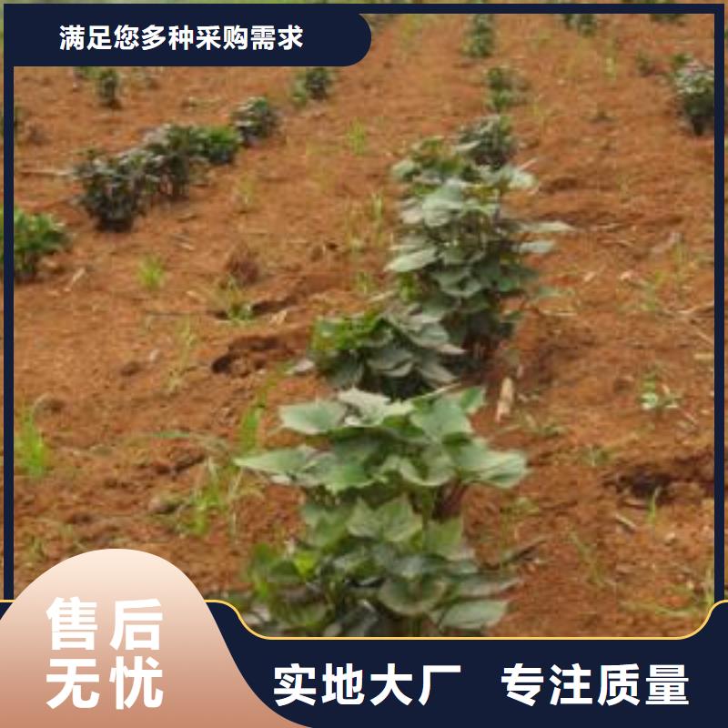 吉安紫甘薯苗诚信经营