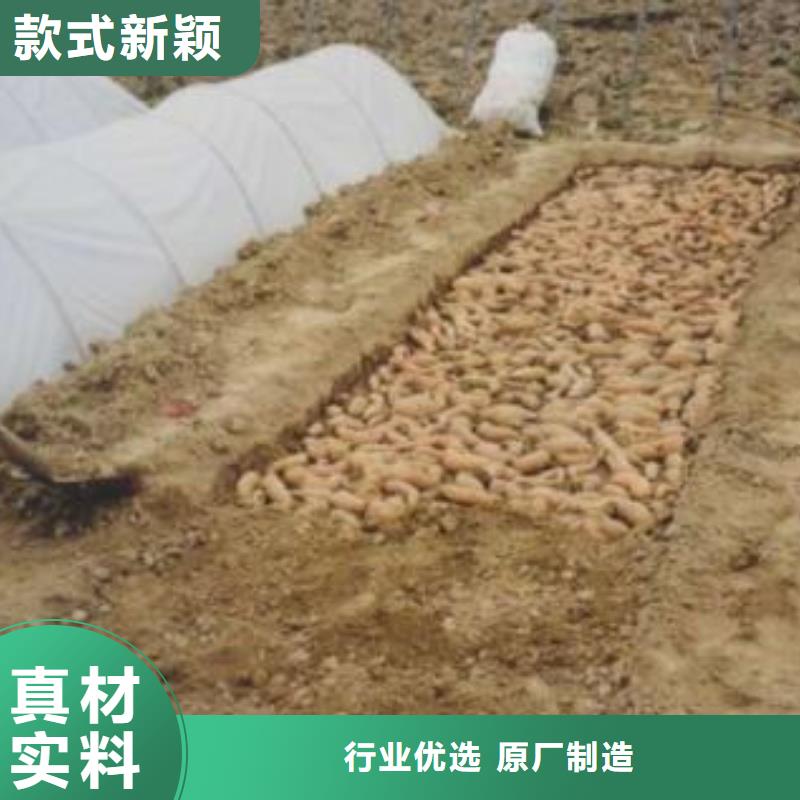 地瓜种子确保成活