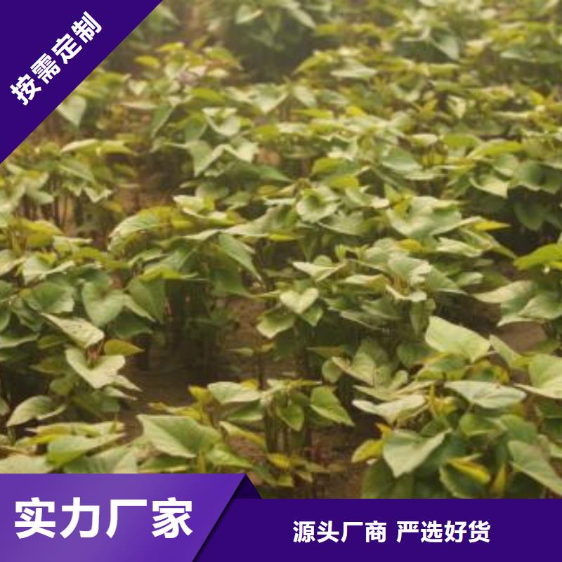 紫薯种成活率高