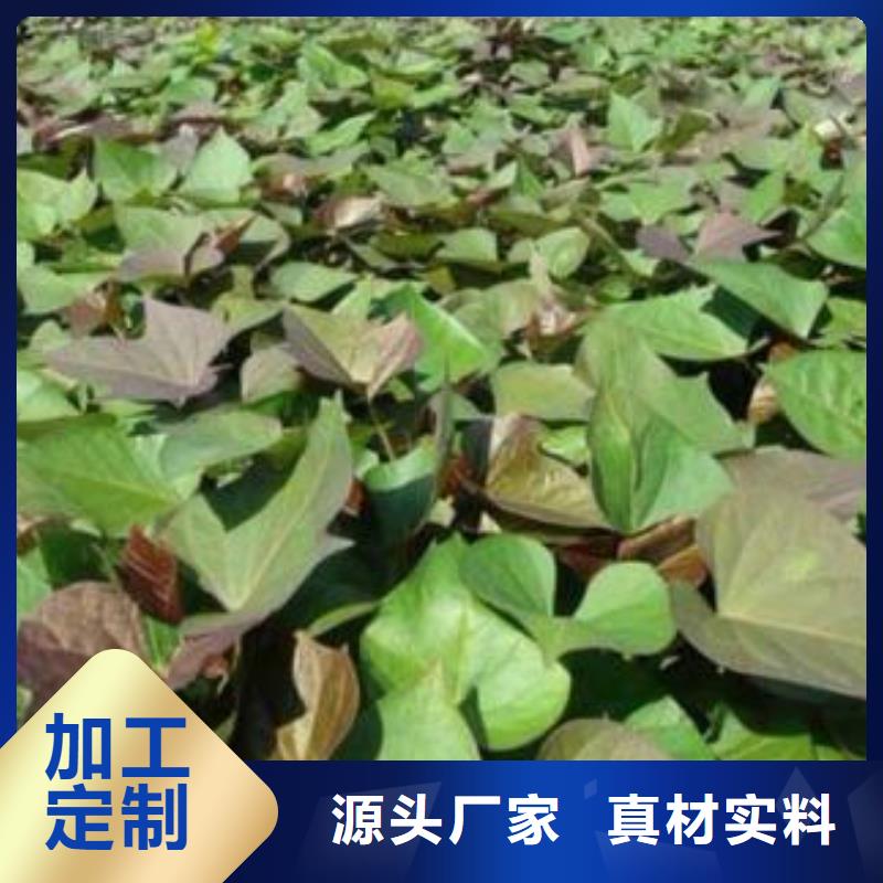 紫薯苗栽培时间