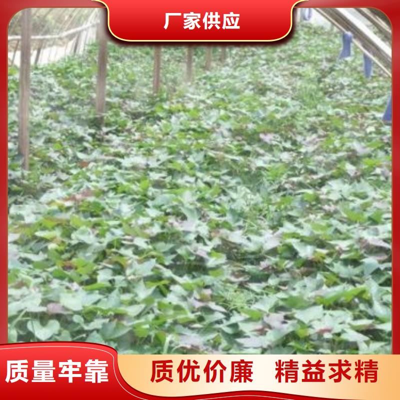 紫红薯苗基地