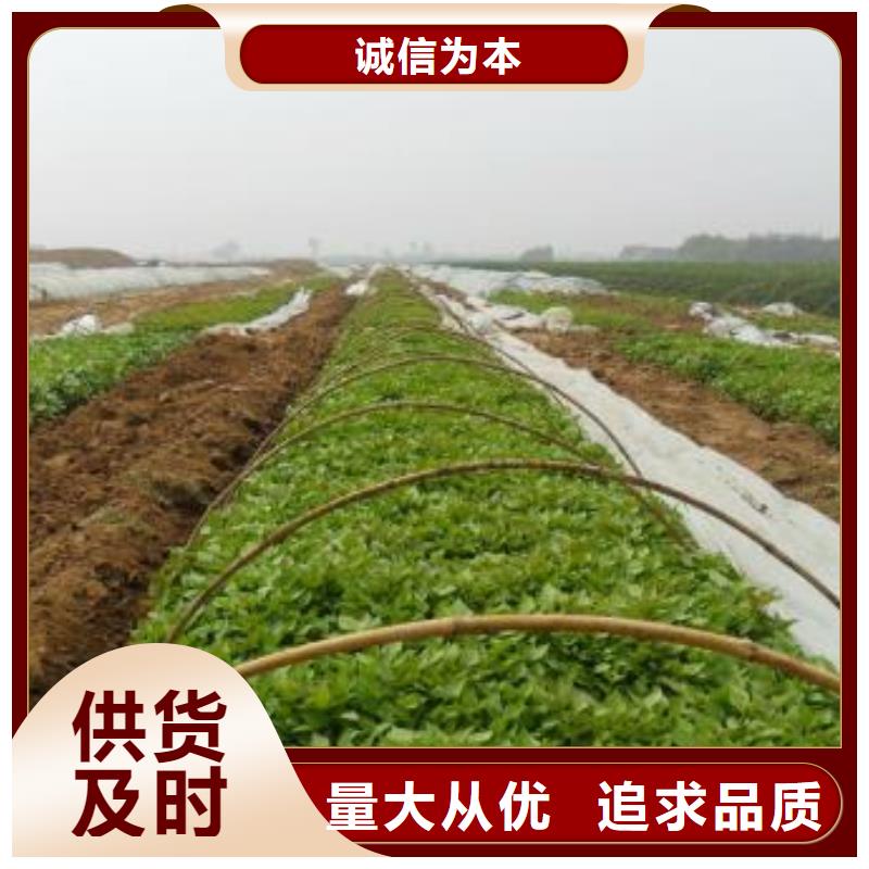 地瓜苗发货速度快