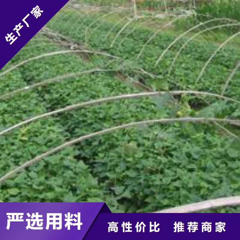 紫薯苗发货速度快