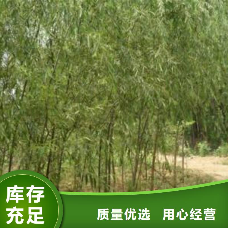 紫薯种子质优价廉