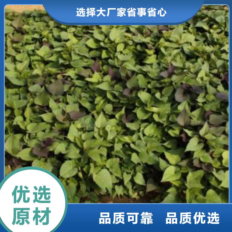 紫红薯苗基地