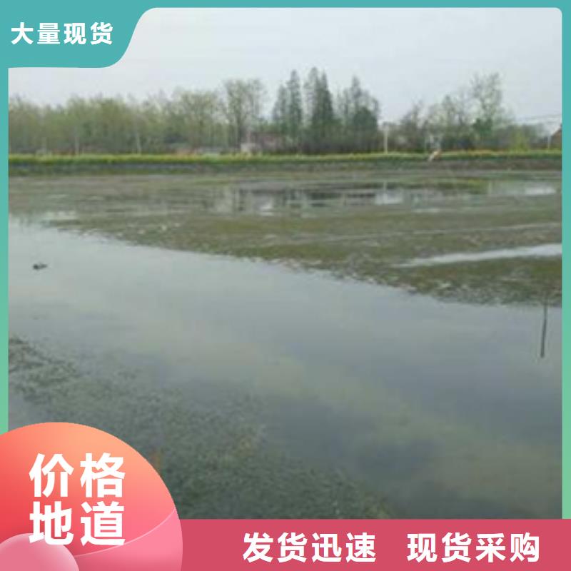 小龙虾种虾价格多少钱一斤（小龙虾种虾批发）高品质诚信厂家