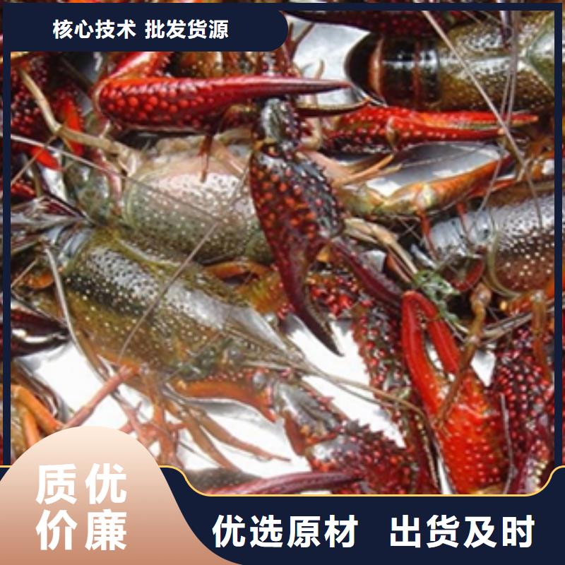 小龙虾种虾价格多少钱一斤（小龙虾苗批发）现货充足