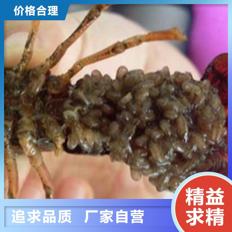 （小龙虾苗批发）小龙虾种虾价格价格有优势