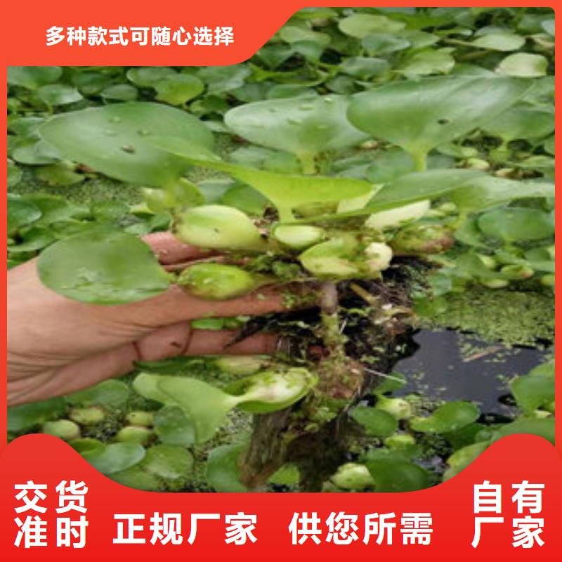 河北衡水市矢羽芒小说沉香宫锁原著苗圃基地图片
