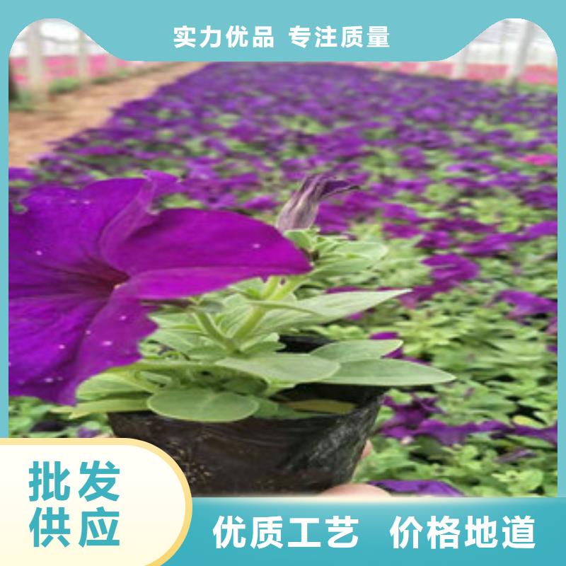 玉溪黄色桔红孔雀草花期多长时间