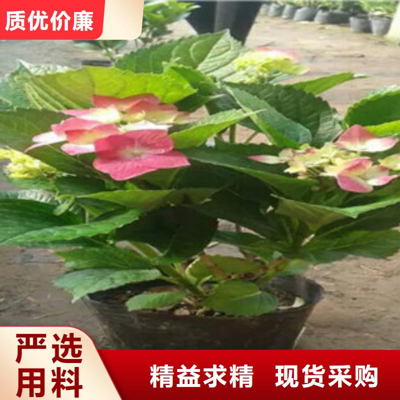 发财源网页查看树几月份搬到室外图片