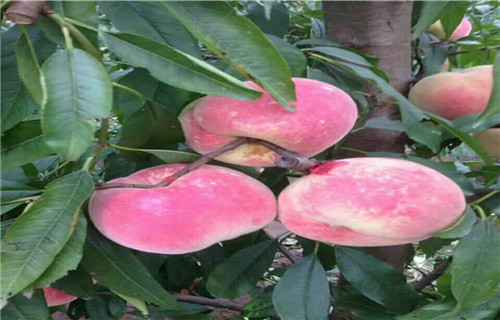 澳洲红毛桃树苗