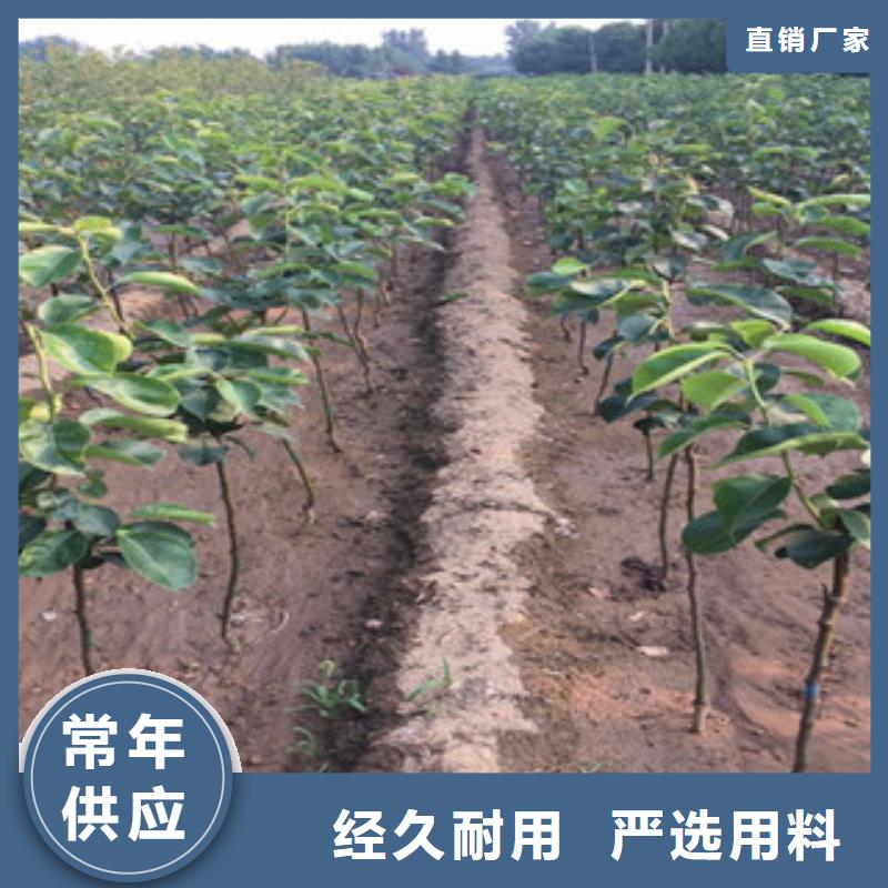 徐州京白梨树苗种植技术
