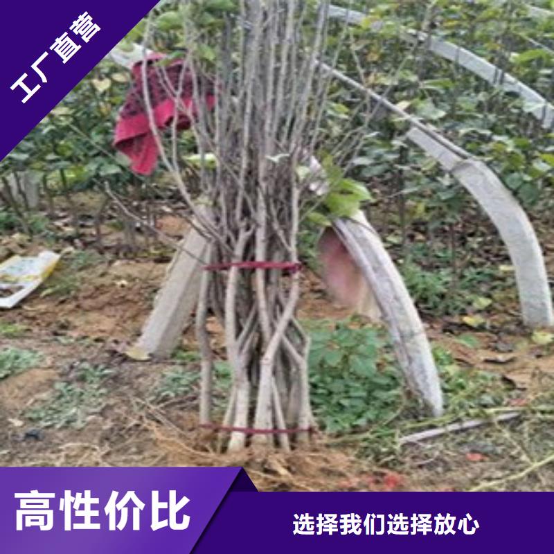 青花梨树苗一亩地需要多少株