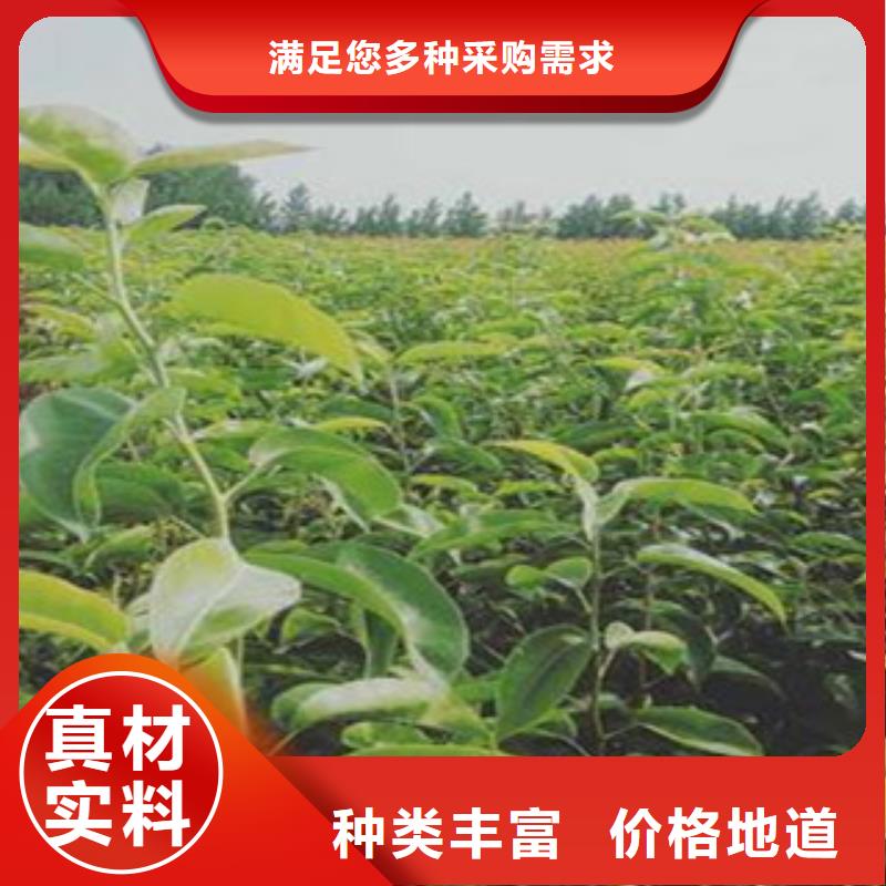新梨7七号树苗怎么能买到