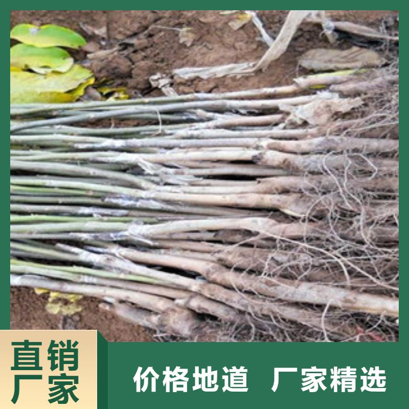 0.9厘米种植方法