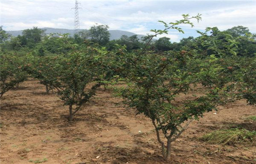 质优价廉的花椒苗基地