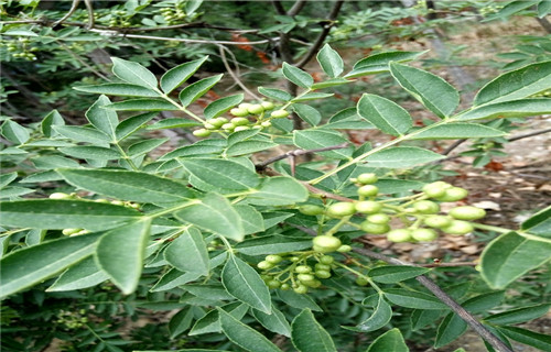 花椒苗现货直销