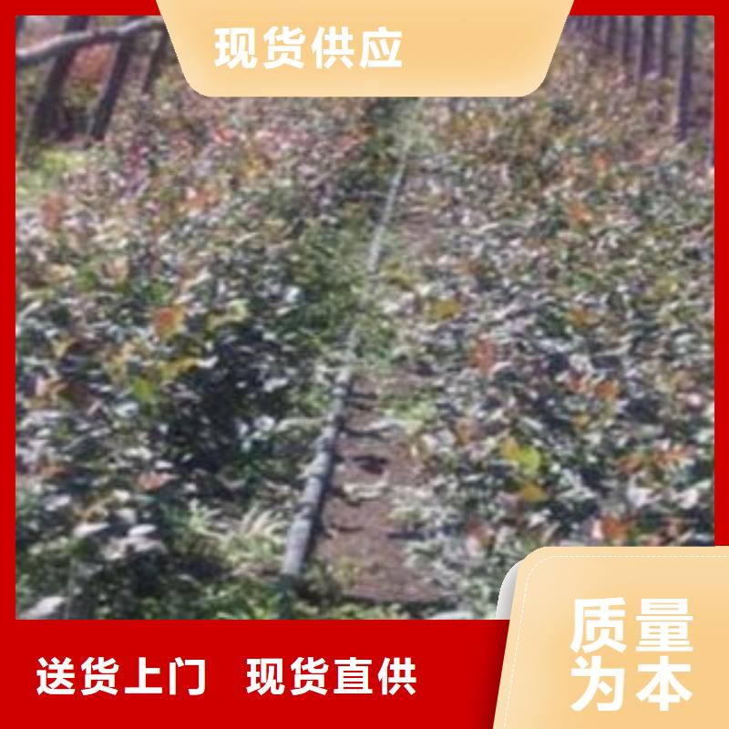 标准工艺(兴海)莱格西蓝莓树苗  